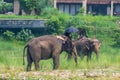 Mahouts or elephant riders with umbrellas riding a female elephants Royalty Free Stock Photo