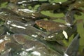 Mahseer Barb fish at Pliew Waterfall national park Royalty Free Stock Photo