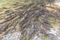 Mahseer Barb fish at Pliew Waterfall national park Royalty Free Stock Photo