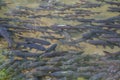 Mahseer Barb fish at Pliew Waterfall national park Royalty Free Stock Photo