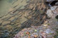 Mahseer barb fish in shallow water from the waterfall with rocks