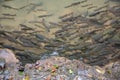 Mahseer barb fish in shallow water from the waterfall with rocks around