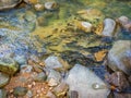 Mahseer barb fish swimming