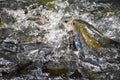 Mahseer barb Hunting in River