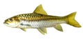 Mahseer Barb or Neolissochilus stracheyi in Cyprinidae isolated