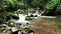 Mahua forest