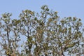 Mahua tree and branch under the blue sky Royalty Free Stock Photo