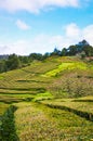 Maia, Azores, Portugal - Jan 14, 2020: Gorreana Tea Plantation in Sao Miguel Island. Rows of tea bushes on a hill. Overcast sky. Royalty Free Stock Photo