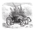 The Maia: female spider crab, covered with moss and seaweed; quarter of the size, vintage engraving