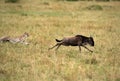 Maialka cheeta chasing a wildebeest, Masai Mara