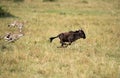 Maialka cheeta and cub chasing a wildebeest, Masai Mara