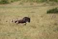 Maialka cheeta and cub hunting wildebeest, Masai Mara