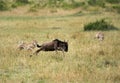 Maialka cheeta and cub trying to catch hold of wildebeest, Masai Mara
