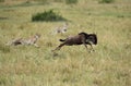 Maialka cheeta and cubs chasing a wildebeest, Masai Mara