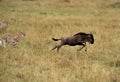 Maialka cheeta and cubs hunting wildebeest, Masai Mara