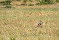 Maialka cheeta running after a wildebeest, Masai Mara