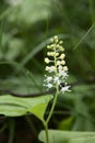 Maianthemum bifolium (common names are false lily of the valley or May lily) Royalty Free Stock Photo