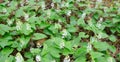 Maianthemum bifolium, false lily of the valley or May lily Royalty Free Stock Photo