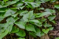 Maianthemum bifolium, false lily of the valley or May lily Royalty Free Stock Photo