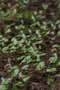 Maianthemum bifolium Royalty Free Stock Photo