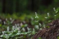 Maianthemum bifolium Royalty Free Stock Photo