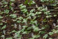 Maianthemum bifolium Royalty Free Stock Photo