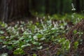 Maianthemum bifolium Royalty Free Stock Photo