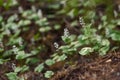 Maianthemum bifolium Royalty Free Stock Photo