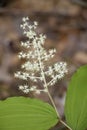 Maianthemum Racemosum, Feathery False Lilly of the Valley