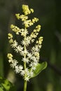 Maianthemum racemosum