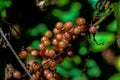 Maianthemum racemosum fruits on tree