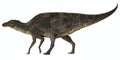 Maiasaura Dinosaur Profile Royalty Free Stock Photo