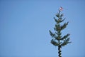 Maypole installation in Laakirchen, Austria