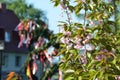 Maypole installation in Lenzing, Austria