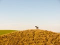 maiden castle iron age old fortress landscape nature grassland a Royalty Free Stock Photo