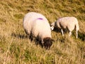 maiden castle iron age old fortress landscape nature grassland a Royalty Free Stock Photo