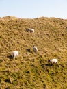 maiden castle iron age old fortress landscape nature grassland a Royalty Free Stock Photo