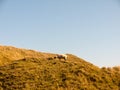 maiden castle iron age old fortress landscape nature grassland a Royalty Free Stock Photo
