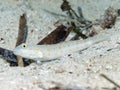 Maiden goby