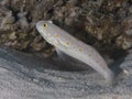 Maiden goby Royalty Free Stock Photo