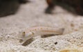 Maiden goby, Valenciennea puellaris Royalty Free Stock Photo