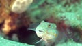 Maiden goby Valenciennea puellaris on the sand near the hole in Zulu sea Dumaguete