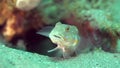 Maiden goby Valenciennea puellaris on the sand near the hole in Zulu sea Dumaguete