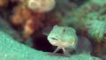 Maiden goby Valenciennea puellaris on the sand near the hole in Zulu sea Dumaguete