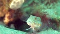 Maiden goby Valenciennea puellaris on the sand near the hole in Zulu sea Dumaguete