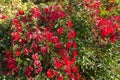 Maiden grapes stems with red autumn leaves on green bush