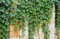 Maiden grapes stems on the stacked building shell rock blocks