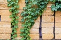 Maiden grapes stems on the stacked building shell rock blocks