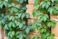 Maiden grapes stems on the stacked building shell rock blocks