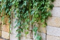 Maiden grapes stems on the stacked building shell rock blocks